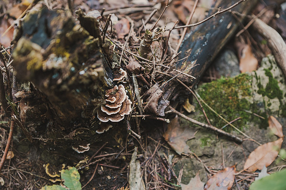 CITWmushroomhunt-71