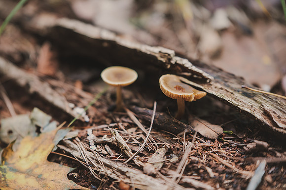 CITWmushroomhunt-73