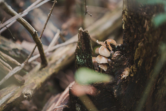 CITWmushroomhunt-61