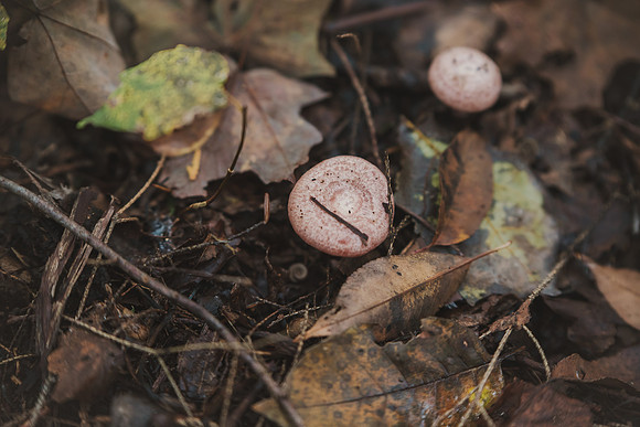 CITWmushroomhunt-125