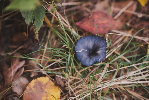CITWmushroomhunt-60
