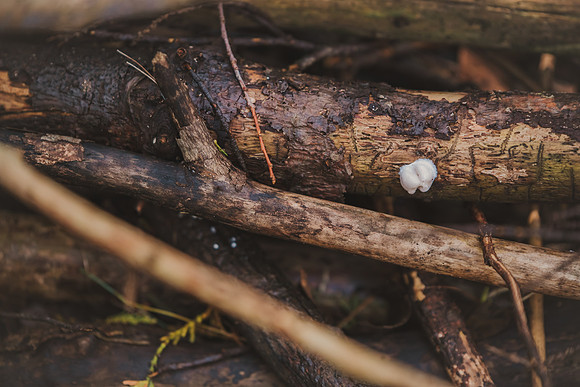 CITWmushroomhunt-35