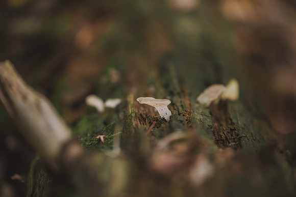 CITWmushroomhunt-143