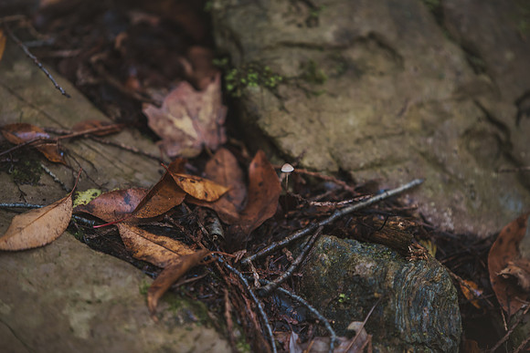 CITWmushroomhunt-19
