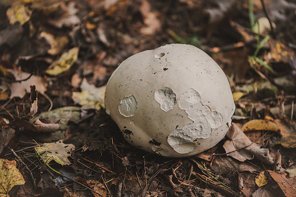 CITWmushroomhunt-11