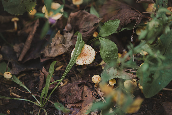 CITWmushroomhunt-158