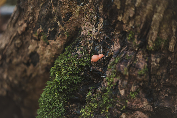 CITWmushroomhunt-62