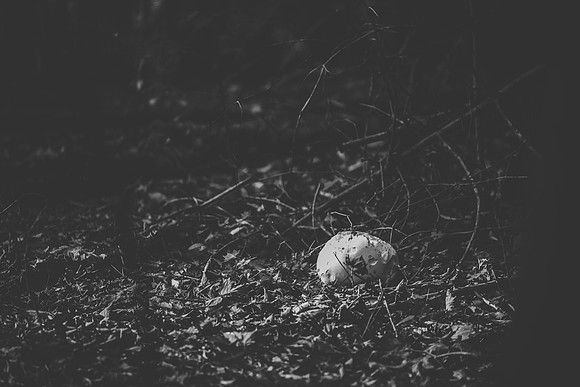CITWmushroomhunt-5