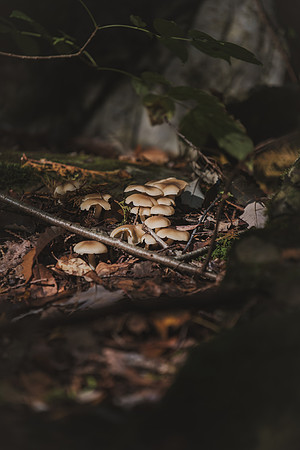 CITWmushroomhunt-148