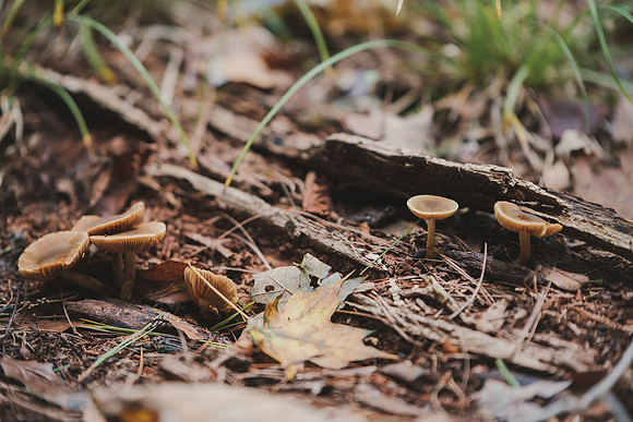 CITWmushroomhunt-72