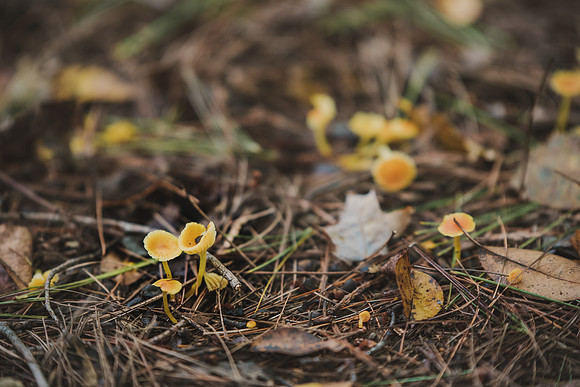 CITWmushroomhunt-51