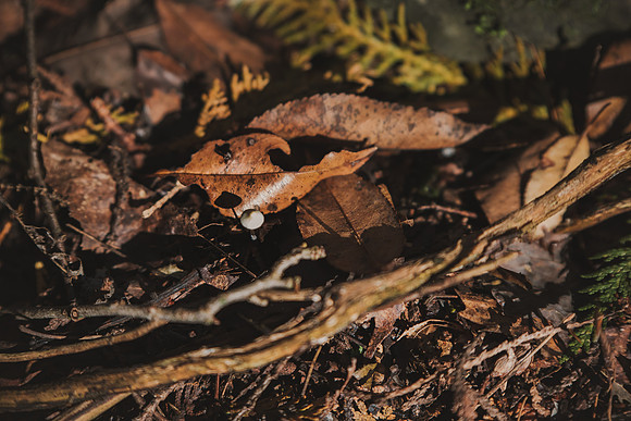 CITWmushroomhunt-41