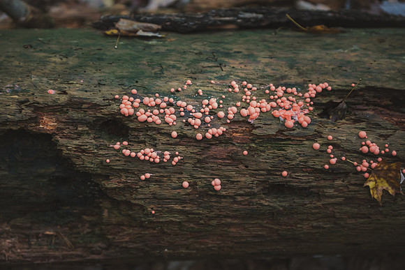 CITWmushroomhunt-139