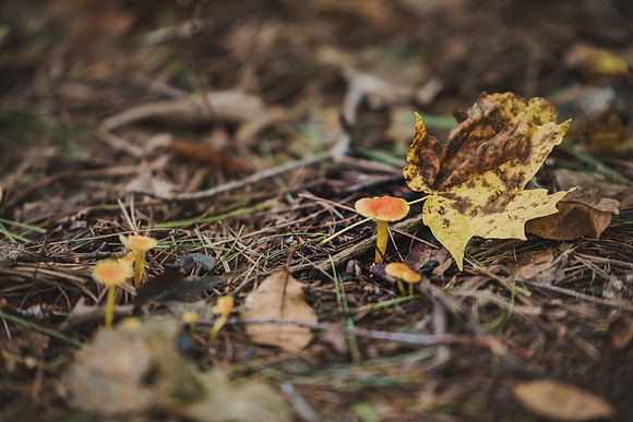 CITWmushroomhunt-50
