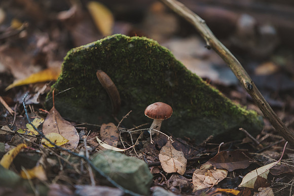 CITWmushroomhunt-129