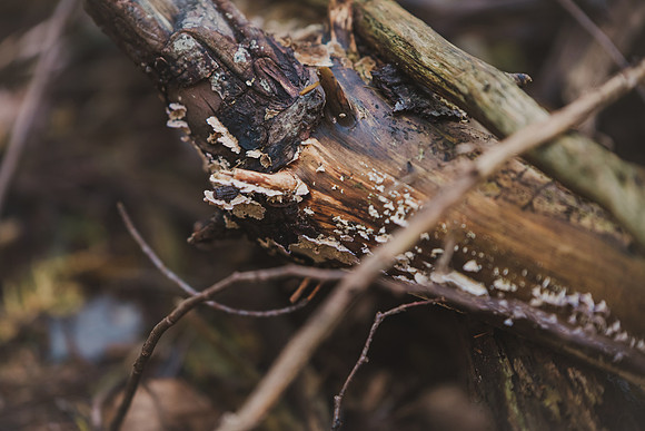 CITWmushroomhunt-34