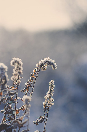 Frosted Fern-2