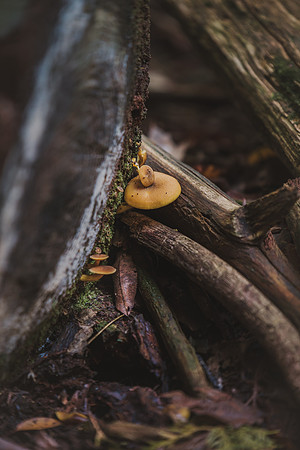 CITWmushroomhunt-20