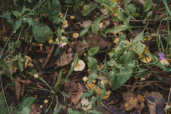 CITWmushroomhunt-159