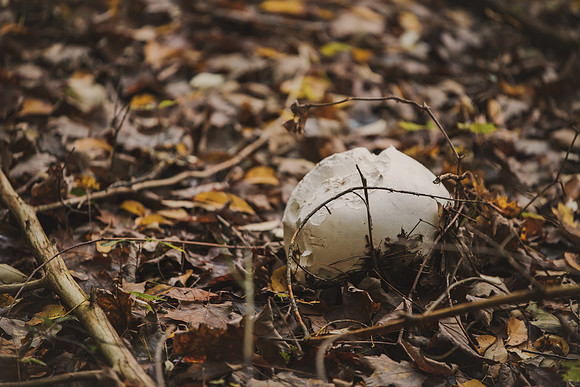 CITWmushroomhunt-10