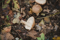 Mushroom Hunt