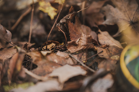 CITWmushroomhunt-58