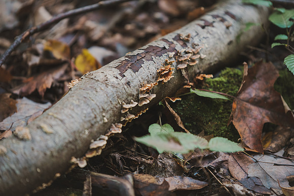 CITWmushroomhunt-66