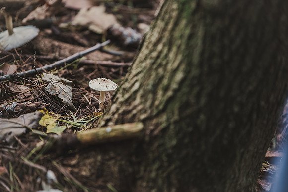 CITWmushroomhunt-14