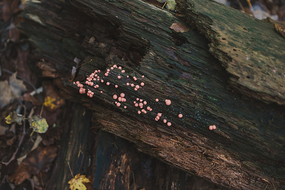 CITWmushroomhunt-141