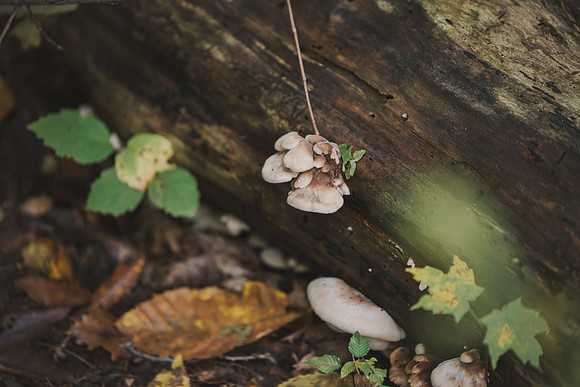 CITWmushroomhunt-64