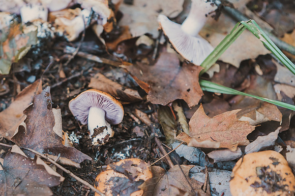 CITWmushroomhunt-55