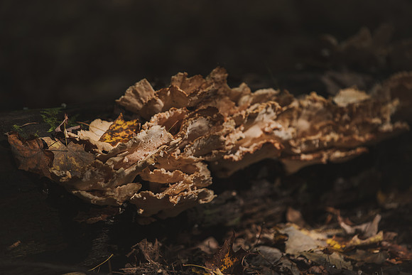 CITWmushroomhunt-156