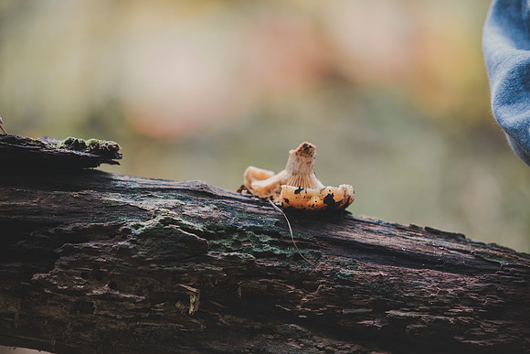 CITWmushroomhunt-79