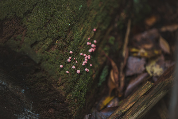 CITWmushroomhunt-17